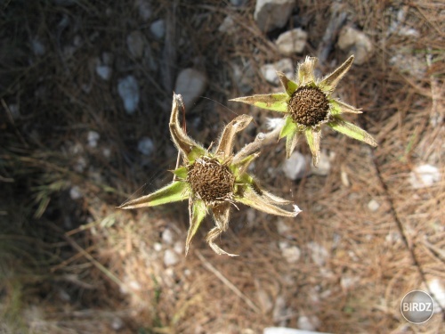 umeleckqa