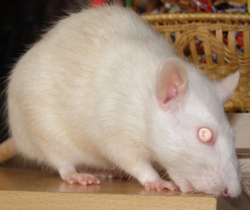 Miška