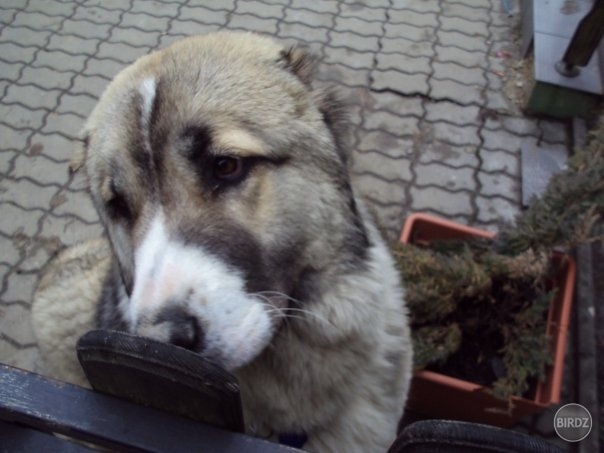 Princezná Ashka