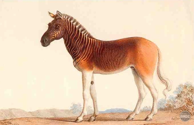 Quagga: z polovice zebra, z polovice kôň (vyhynutý od roku 1883)
Jeden z Afrických najslávnejší vyhynutých zvierat, quagga bol poddruh zebry stepnej, ktorý bol raz nájdení vo veľkých počtoch v Kapskej provincii Južnej Afriky.