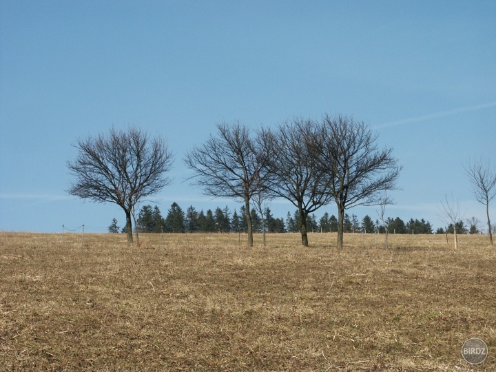 Obrázok