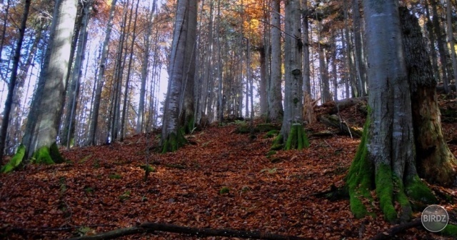 Obrázok