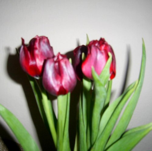Tulipány