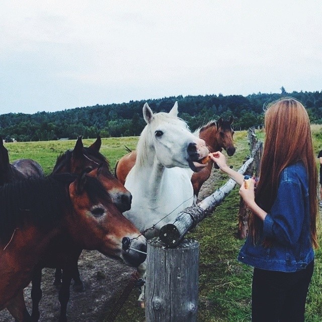 Look at my Horse , my Horse is Amazing 