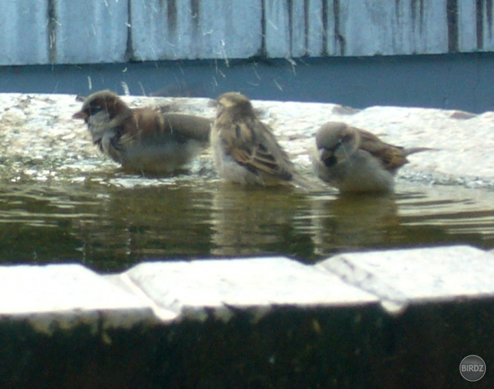 Vrabčeky :)