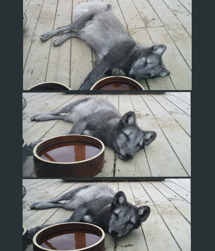 polarne stretnutie 