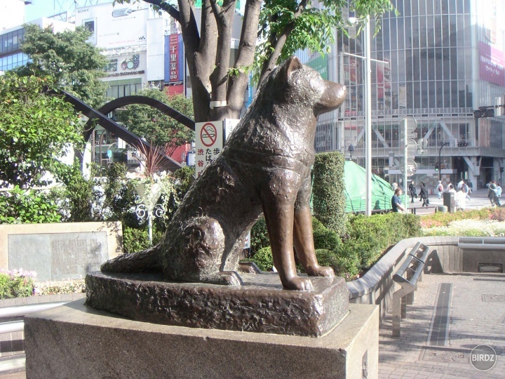 Hachiko ♥