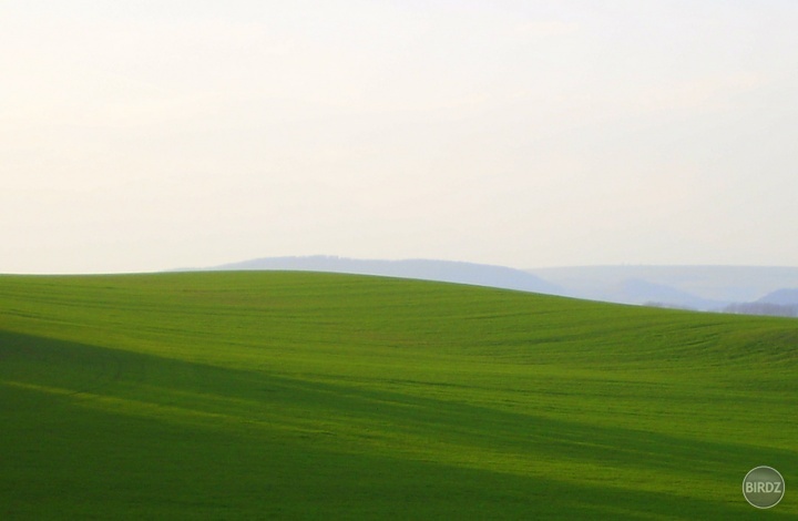 Mladučká pšenica pod lesom