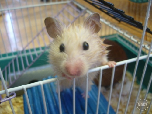Obrázok