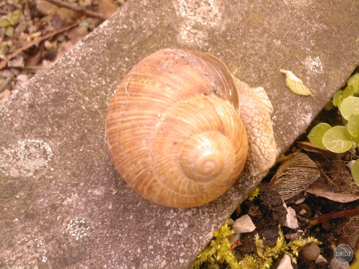 Obrázok