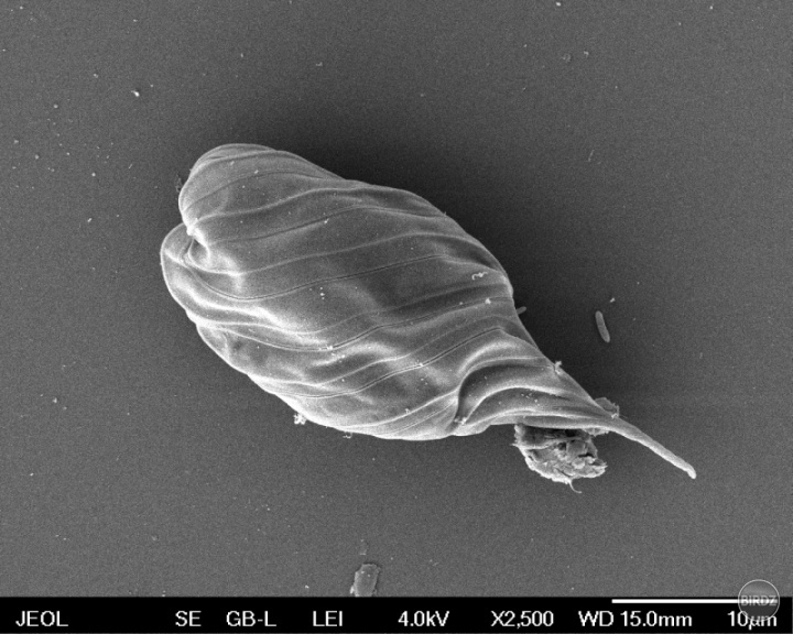 Monomorphina pyrum