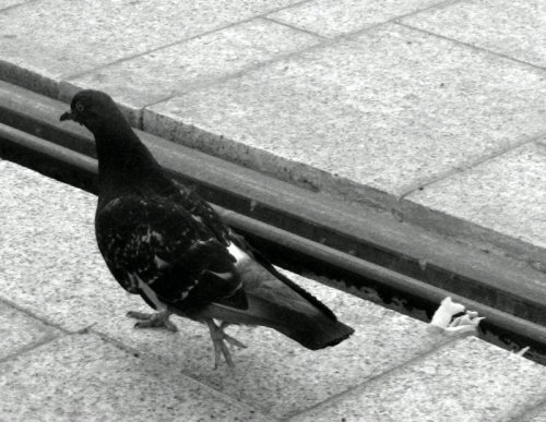 Obrázok