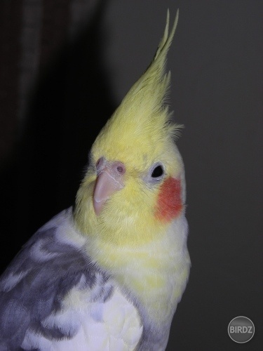 nas papuch :-)