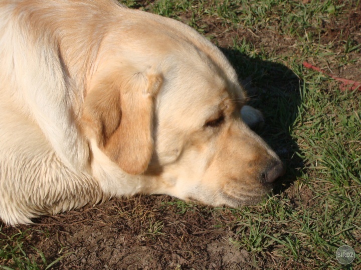 Obrázok