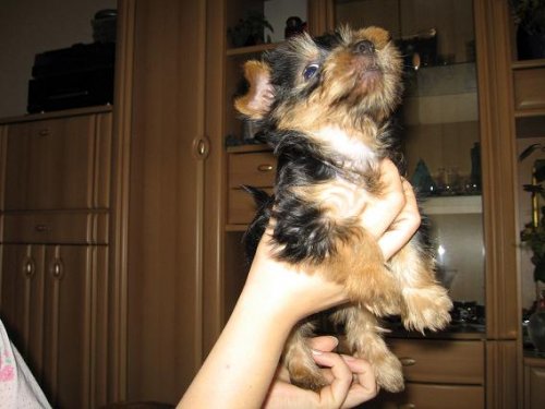 zasa moj hafan..Beky