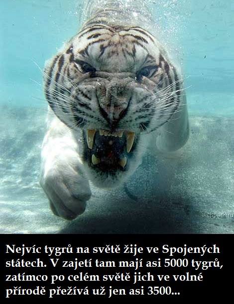 Obrázok