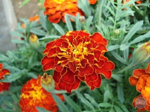 kvetinka