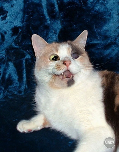 Obrázok