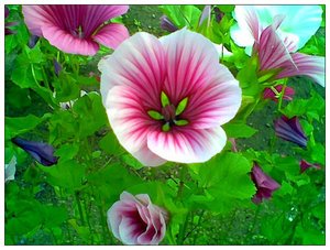 Pretty flowers by Creativeness