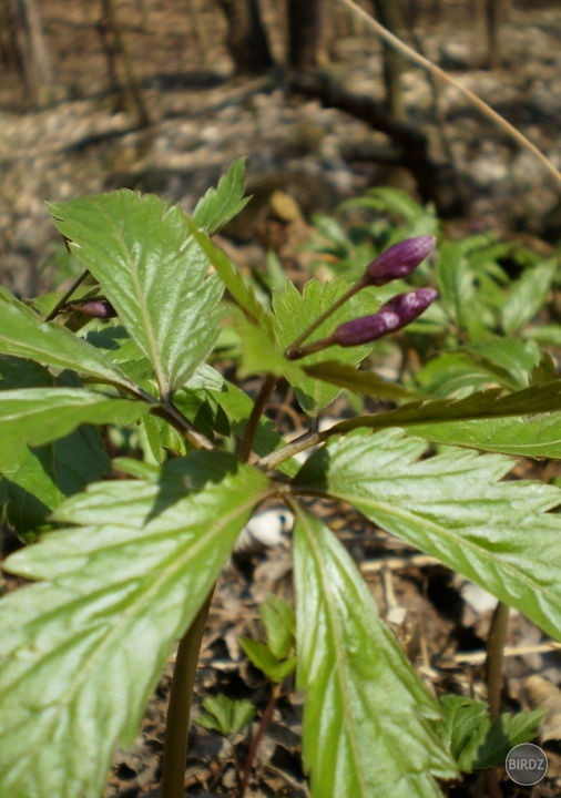 zubačka žliazkatá (Dentaria glandulosa)
