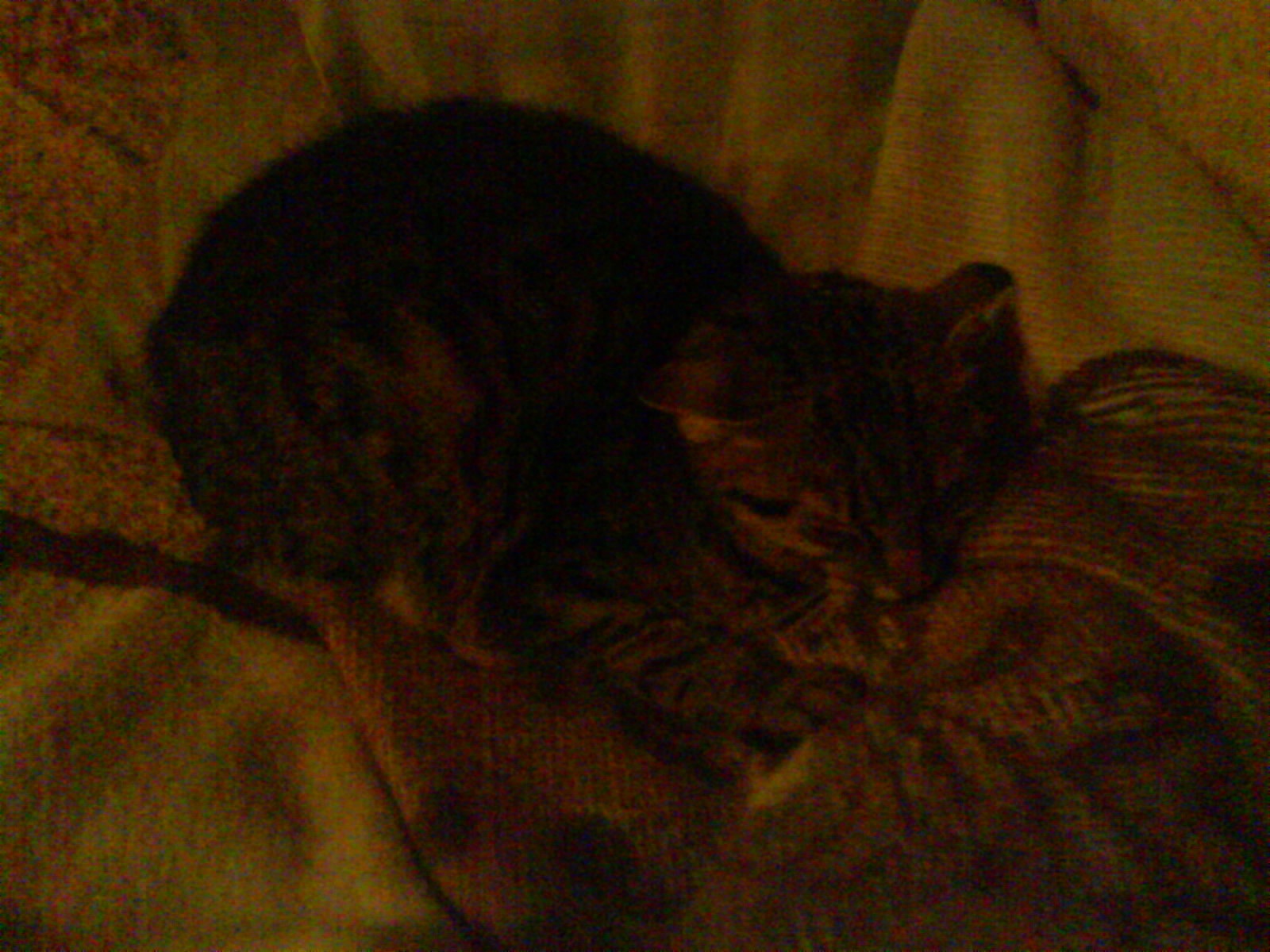 Moja mačka-Zmrha :-) fotené v tme mobilom.Ona ležala na kresle,ja som ju chcel dať preč,a ona toto urobí :-D úplne ma to odzbrojilo