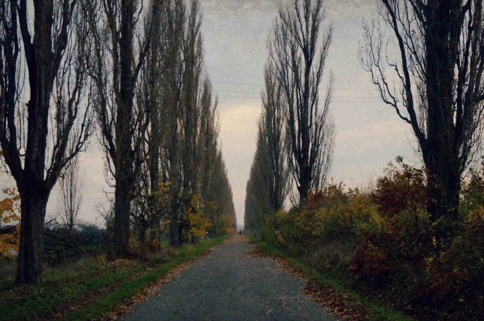 ..hrdo stoja ošarpané,...tie hrdé vysočižné topole!