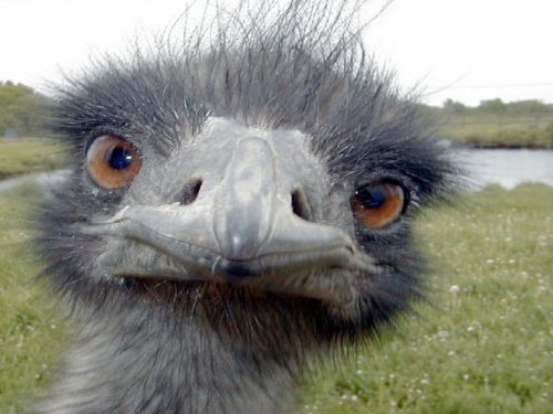 aj ty si... EMU??? =)))