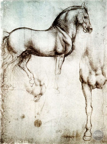 study of a horse