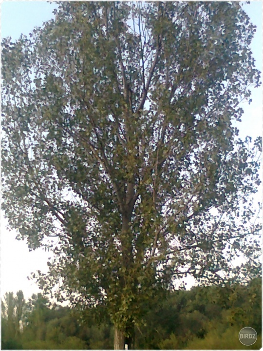 Obrázok