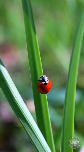 lezuca lienka