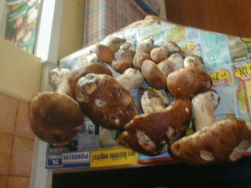 mnaaaaam milumem hriby:)tieto som vsetky nasla jaaa:D stara hubarka:D ale nie..vtedy som mala stastie