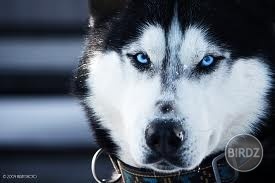 miska