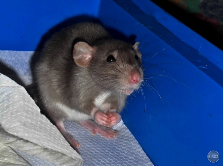 Obrázok