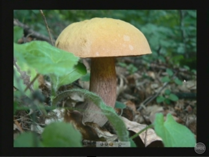 Keď pozorne pozeráš pomaly sa začnú objavovať!
Ale pozor kde rastie jeden ten má neďaleko brata !