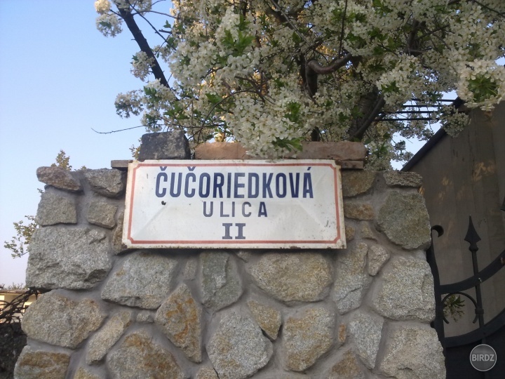 blueberry utca
