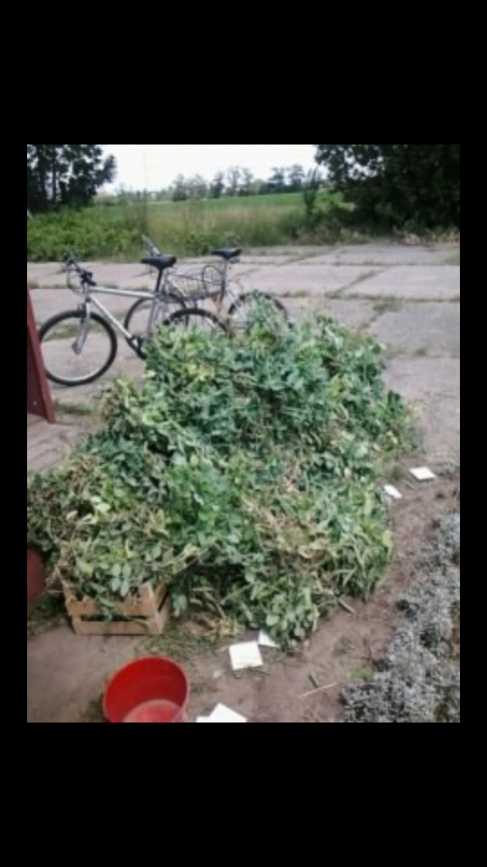 2 hodiny zbierania,4 hodiny čistenia...volajte ma Janko Hraško :D