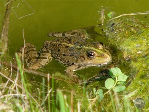 Obrázok