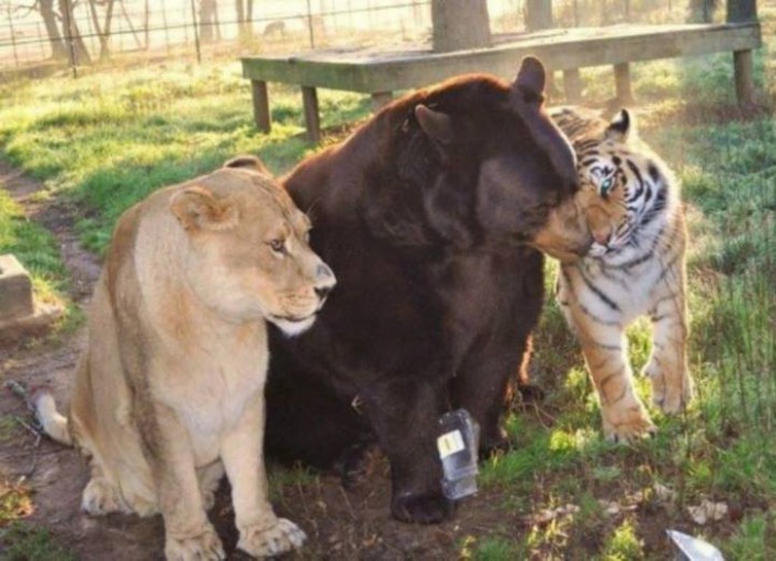 lev, medved a tiger ako naj kamky ... silna trojka