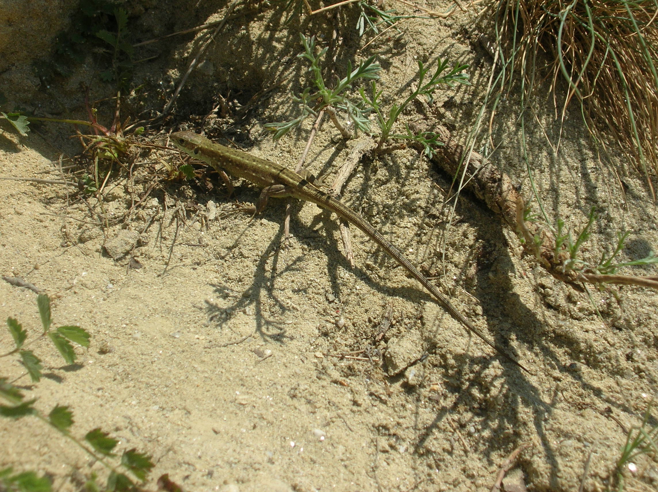 Lacerta viridis