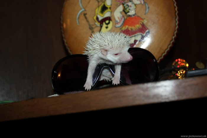 toto zlatíčko bude za chvíľu moje :) (áno, má červené oči a áno, aj tak ho budem ľúbiť)