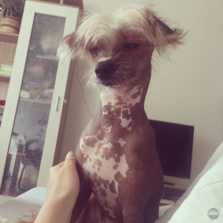 moj psicek