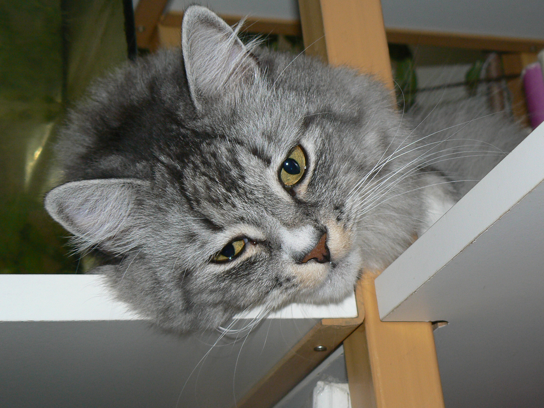 devil cat II :)