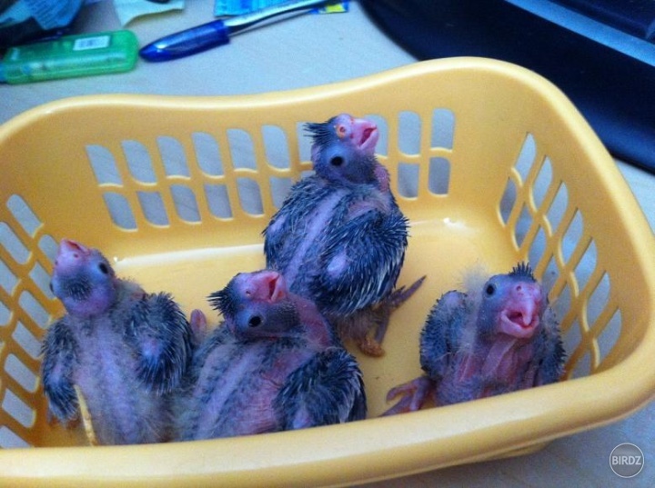 naše BIRDZ štvorčatá :) 