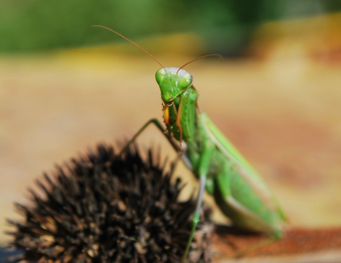 Kamoška zo záhrady alebo Čo na človeka sadne pri natieraní plota :)
Modlivka zelená (Mantis religiosa)