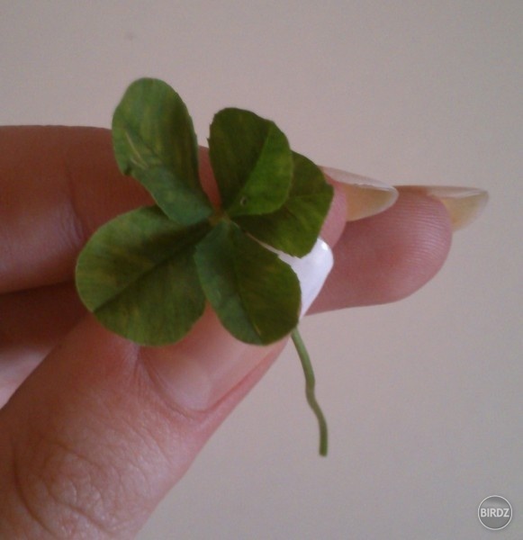 5-listok :)