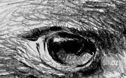 eagle eye 