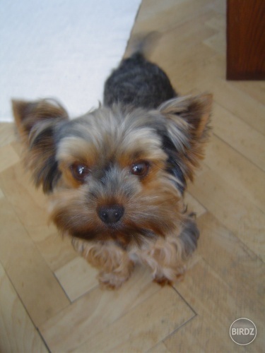 Maco