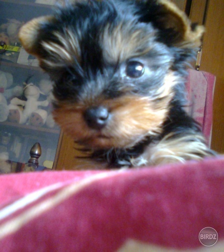 Moj milacik