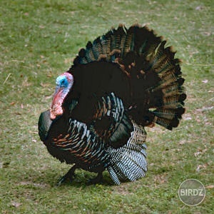 Obrázok