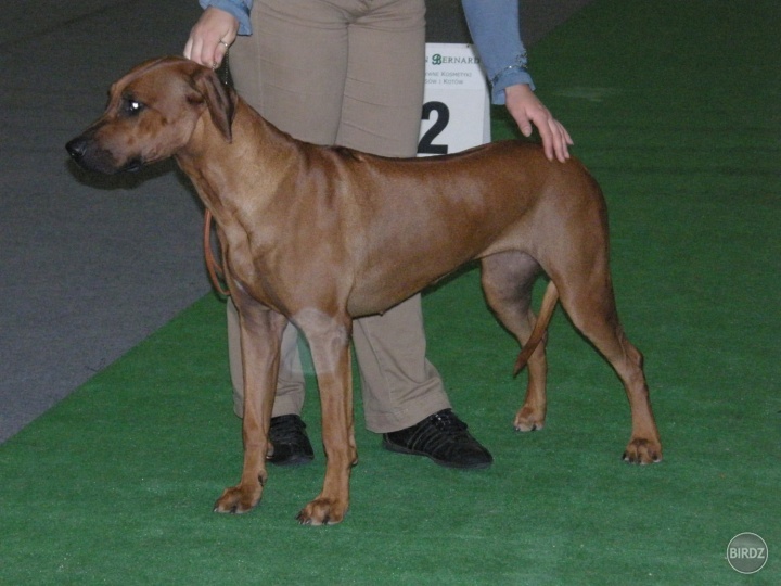 Rhodesian Ridgeback